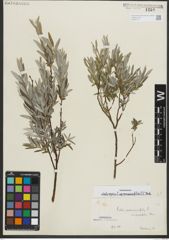 Foto von Salix repens subsp. rosmarinifolia (L.) Andersson